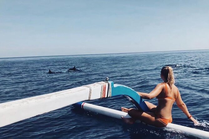 Dolphin Watching Tour, Swimming with Dolphins and Snorkeling - Key takeaways before you go