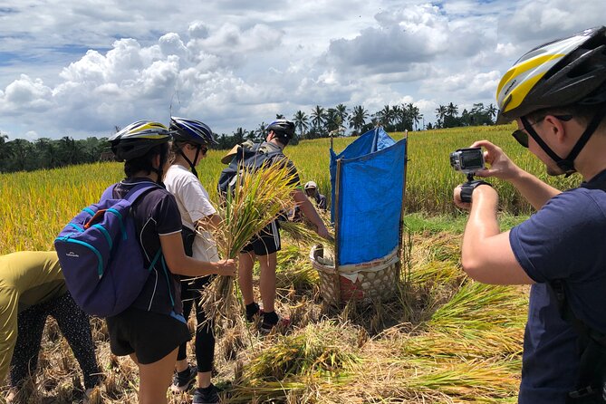 Downhill Cycling Ubud with Volcano, Rice Terrace and Educational - The Family Compound + Rice Fields Learning Moment