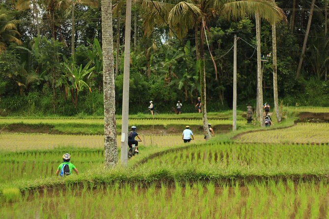 Downhill Cycling Ubud with Volcano, Rice Terrace and Educational - Price: Is $25 Really Fair for What You Get?