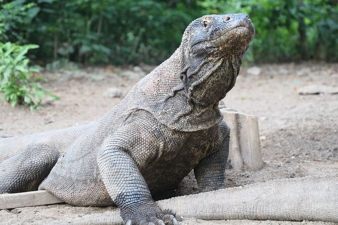 Early Bird Speedboat Group Tour : Explore Komodo Ahead of Crowds - Taka Makassar and Manta Point: Built for the Best Chance at Mantas