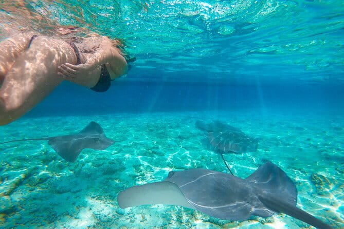 Early Morning Private Komodo Speedboat Tour - Stop 3: Komodo Island Ranger Trek for Komodo Dragons