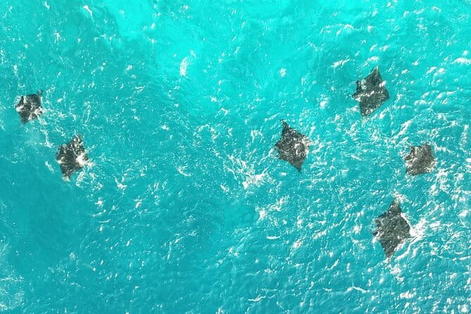 Early Morning Private Komodo Speedboat Tour - Stop 5: Manta Point Snorkeling With Manta Rays