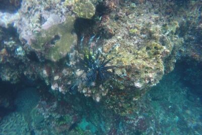 East Bali Spear Or Line Fishing Tour At Virgin Beach - Spear or line fishing: how the guide helps you participate