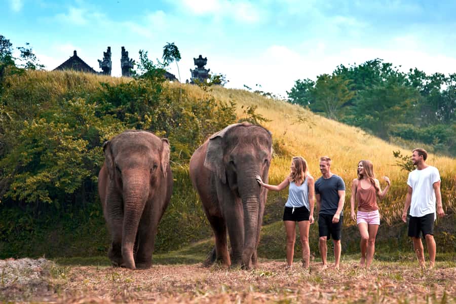 Elephant Care Experience with Mud Bath at Bali Zoo - Meet the mahout and start with fruit feeding