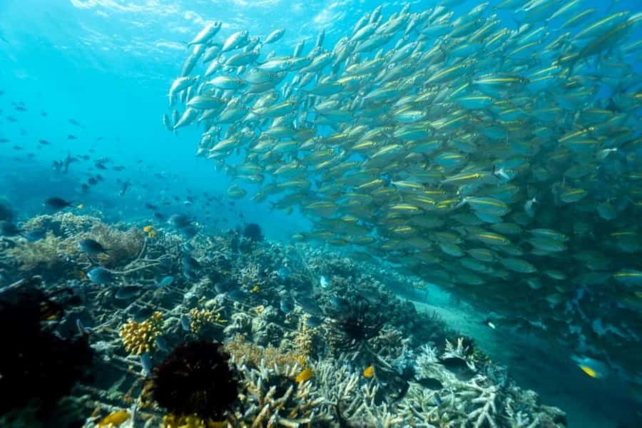 Exclusive Gili Nanggu, Sudak, and Kedis Tour Featuring GoPro - Private car + English guide: what local names tell you about the service