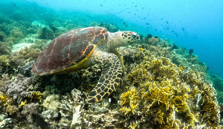 Exclusive Snorkeling Experience to Gili Gede and 4 Gilis - Gili Asahan for beach time and easy snorkeling