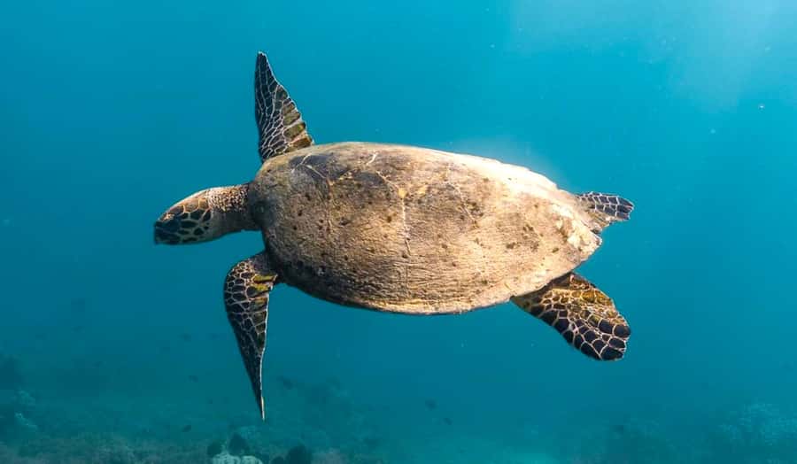 Exclusive Snorkeling Experience to Gili Gede and 4 Gilis - What’s included (and what you’ll need to bring) for a 10-hour day