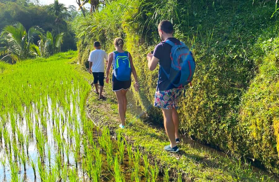 Exclusive Tetebatu: Waterfall, Rice Fields, Monkey & Weaving - Rice Fields Walk: Where Slow Is Actually the Point