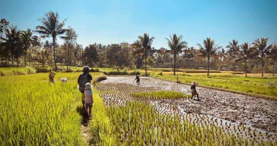 Exclusive Tetebatu: Waterfall, Rice Fields, Monkey & Weaving - Who This Tour Fits Best