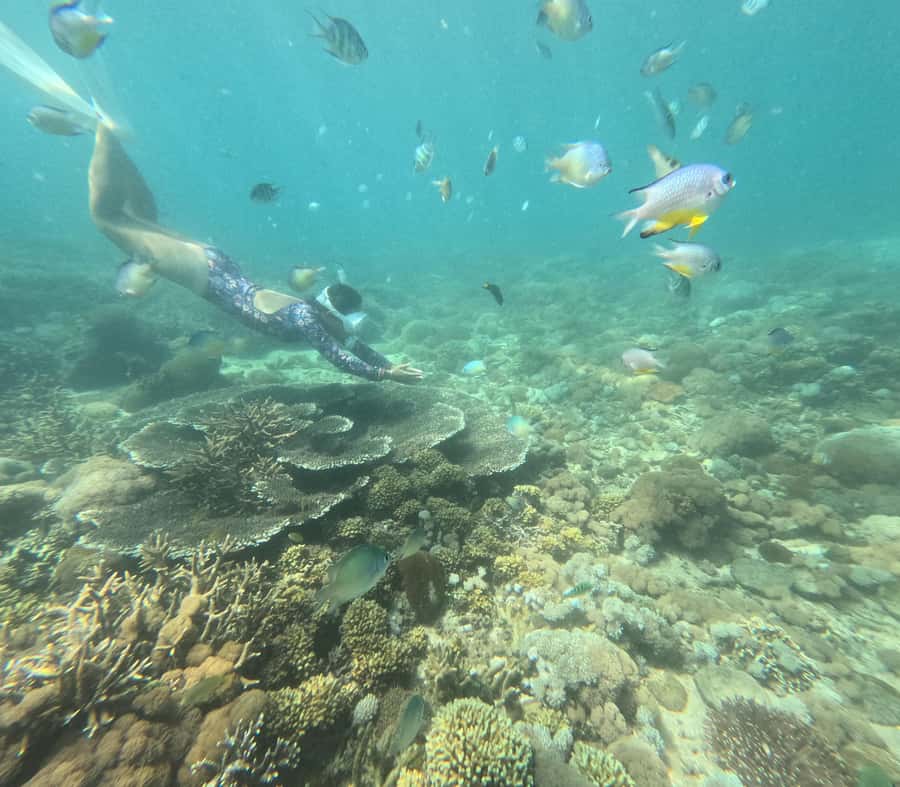 Exotic Escape Island : Pink Beach and Snorkeling Daily Tour - Stop 1: Segui Beach Swim Break and Why It Sets the Tone