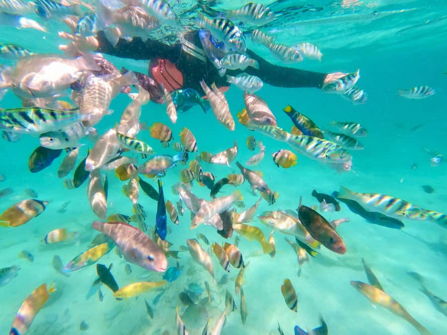 Exotic Escape Island : Pink Beach and Snorkeling Daily Tour - Stop 5: Pink Beach (Main Pink Beach) With Lunch Time