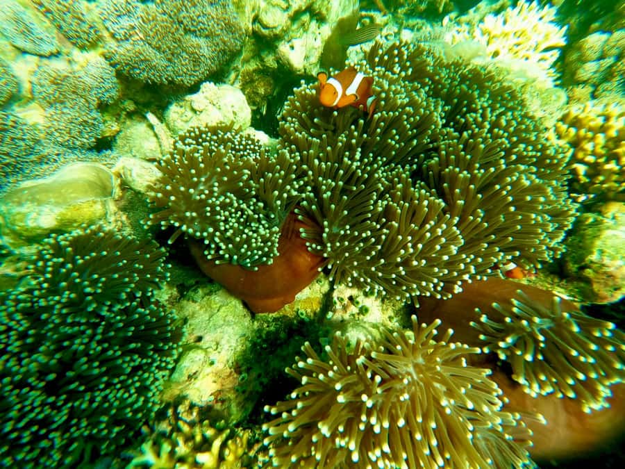 Exotic Escape Island : Pink Beach and Snorkeling Daily Tour - Photos, Videos, and the Little Extras That Make It Easier