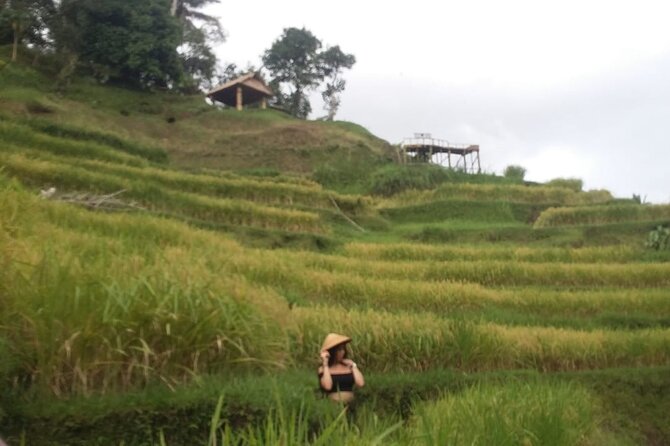 Experience Full Day to Bali Swing Temple and Monkey Forest - Ubud Monkey Forest: Adorable, Fast, and Phone-Thieving