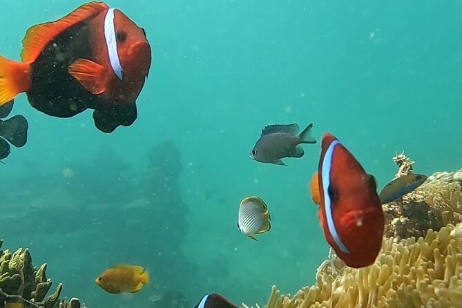Experience Snorkeling in Sanur - Why Sanur’s Jukung Snorkel Works for Beginners