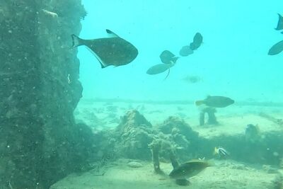 Experience Snorkeling in Sanur - Meeting Point and the Rhythm of a 1.5-Hour Session