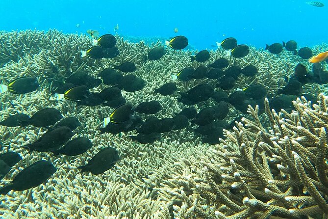 Experience Snorkeling in Sanur - What the Guide Does (and Why That Changes Everything)
