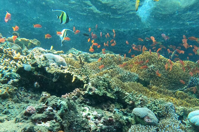 Experience Snorkeling in Sanur - Price and Value: Is $20.18 a Good Deal in Sanur?