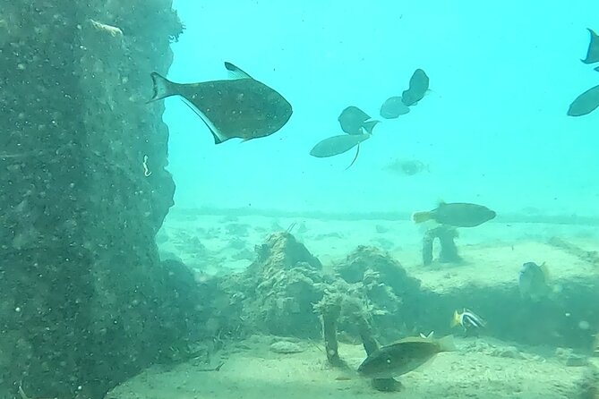 Experience Snorkeling in Sanur - Meeting Point and the Rhythm of a 1.5-Hour Session