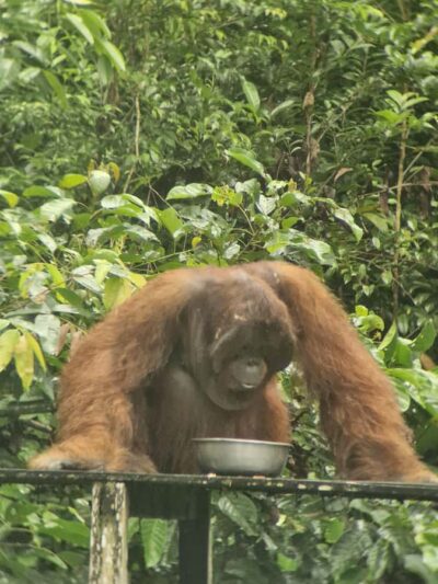 Explore Jungle in Borneo and Orangutan Kelotok Tour 3D/2N - Price and Value: What You’re Paying For (and What You’re Not)