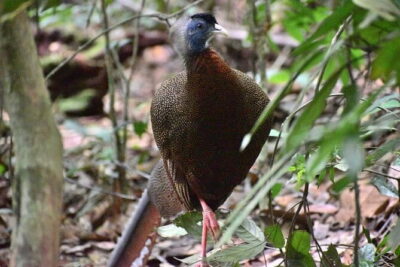 Explore North Sumatra : 7 Days Tour Adventure Package - Day 2: Bukit Lawang jungle trekking in Gunung Leuser for orangutans