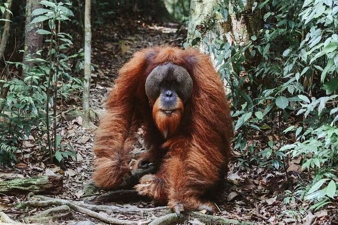 Explore North Sumatra : 7 Days Tour Adventure Package - Price and logistics: is $1,385 good value?