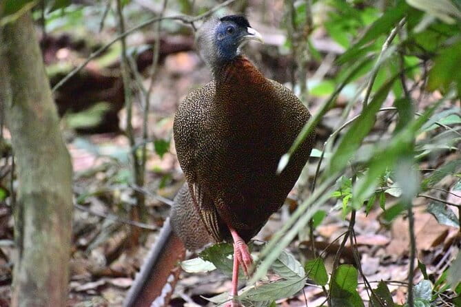 Explore North Sumatra : 7 Days Tour Adventure Package - Day 2: Bukit Lawang jungle trekking in Gunung Leuser for orangutans