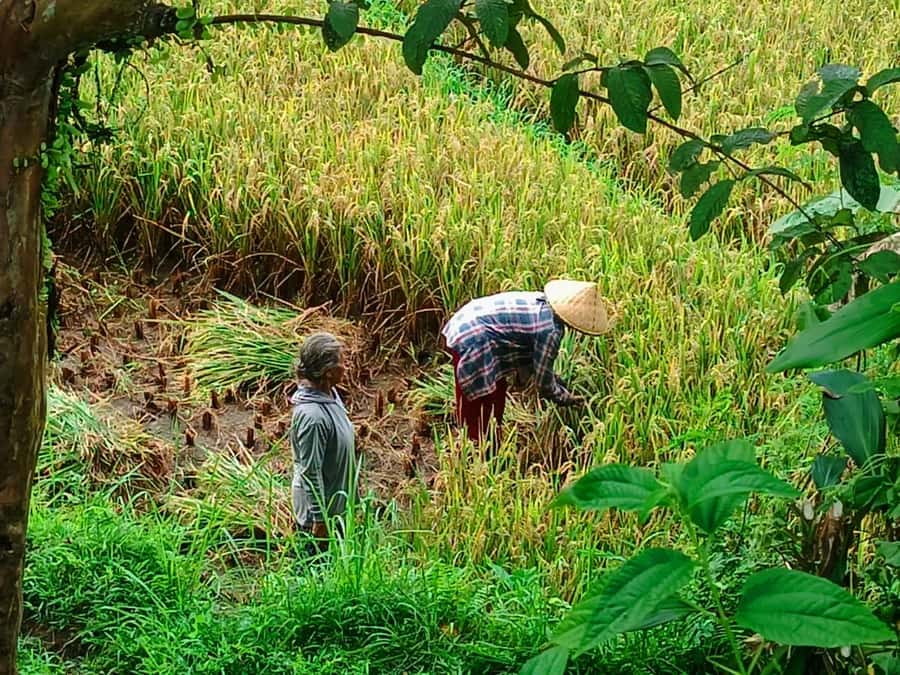 Explore rice terraces munduk & waterfall trekking experience - Key Things You’ll Notice on This Munduk Trek