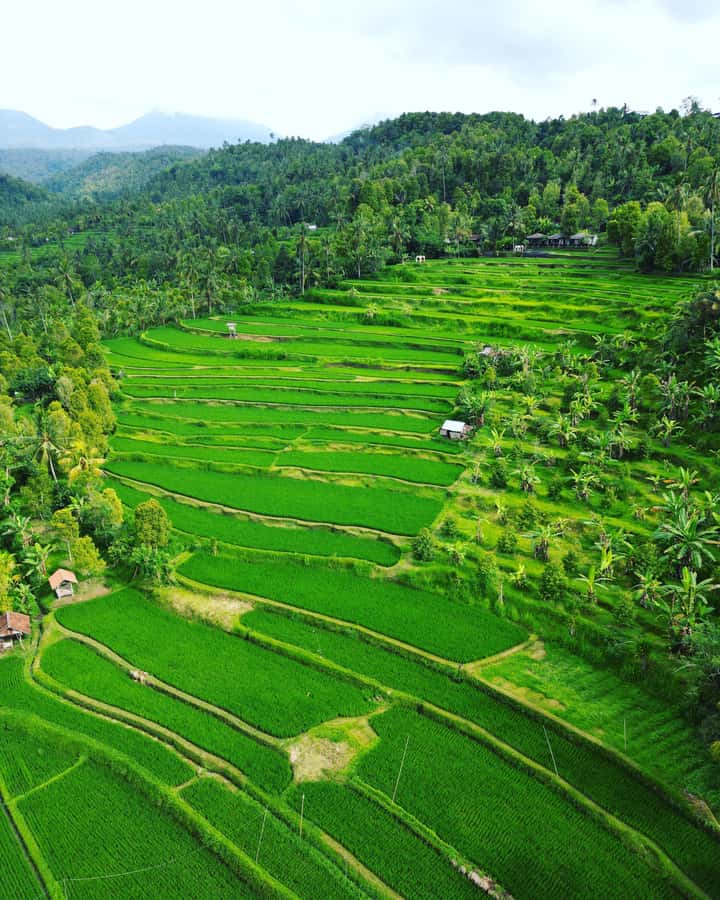 Explore rice terraces munduk & waterfall trekking experience - From Celukan Bawang Port to Munduk: How the Day Starts