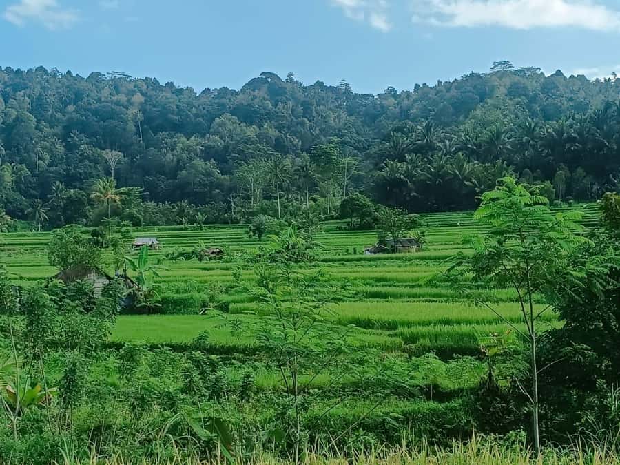 Explore rice terraces munduk & waterfall trekking experience - The Coffee Plantation Stop and Plant Knowledge You Can Actually Use
