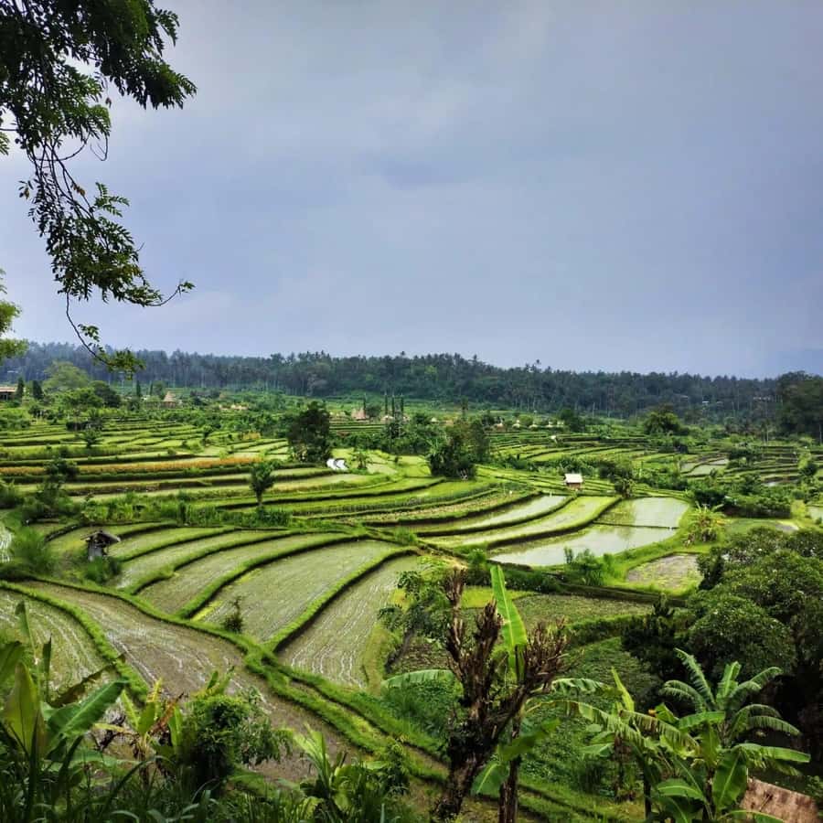 Explore rice terraces munduk & waterfall trekking experience - Drop-Off Options: From Munduk Back Toward Your Base