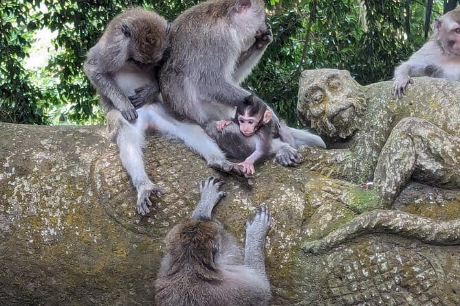 Explore Ubud Art Market, Monkey Forest and Rice Terraces - Timing and weather: how to make the day actually feel good