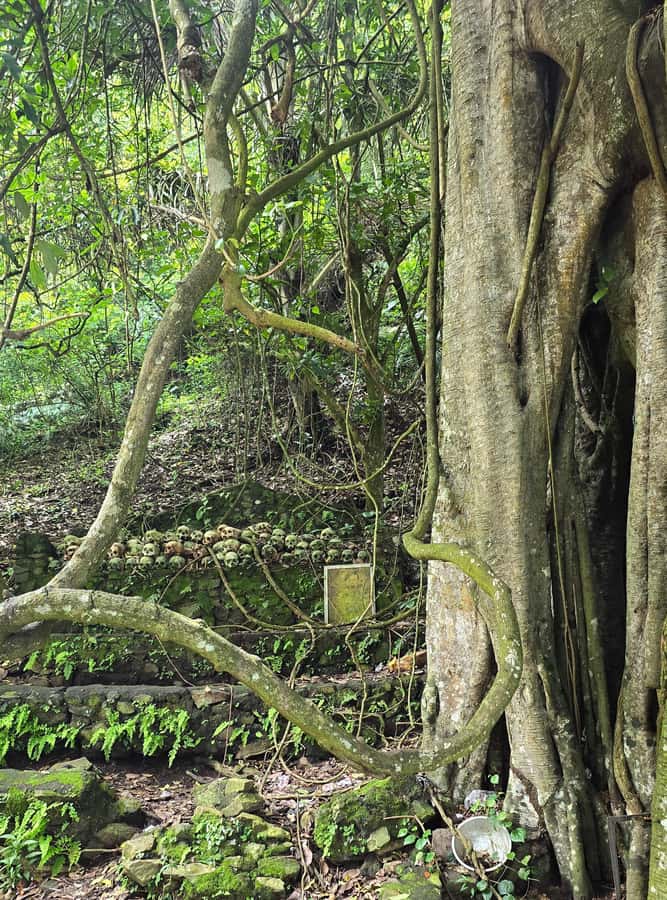 Exploring Trunyan Cemetery - Entering Terunyan: Meeting the Bali Aga Community