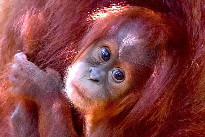 FAMILY JUNGLE TOUR: Orangutan Trek (4-hours hike) by EcoTravel Bukit Lawang - Key things to know before you go