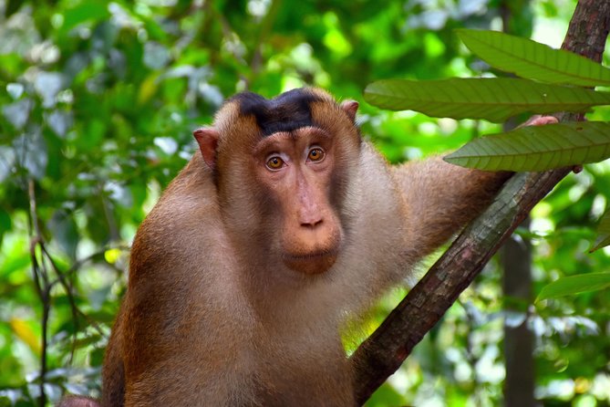 FAMILY JUNGLE TOUR: Orangutan Trek (4-hours hike) by EcoTravel Bukit Lawang - The trek route: views, river vibes, and what you’ll notice on the way