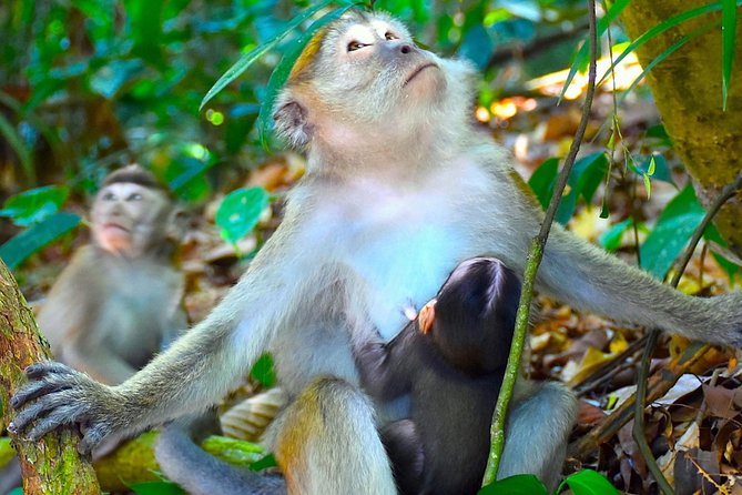 FAMILY JUNGLE TOUR: Orangutan Trek (4-hours hike) by EcoTravel Bukit Lawang - Gunung Leuser National Park: what a “stop” means here