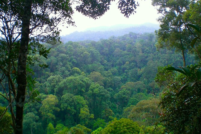 FAMILY JUNGLE TOUR: Orangutan Trek (4-hours hike) by EcoTravel Bukit Lawang - Who this trek fits best (and who should skip it)