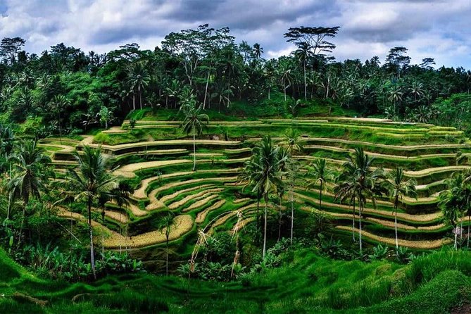 Fantastic Ubud Tour with Jungle Swing - Why this Ubud day works: four big hits plus one serious swing