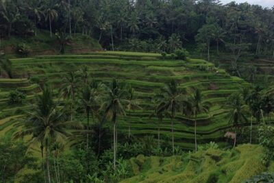 Favorite Sites of Ubud Daytrip - Lumbung Sari House of Coffee: tea and coffee sampling without the fuss