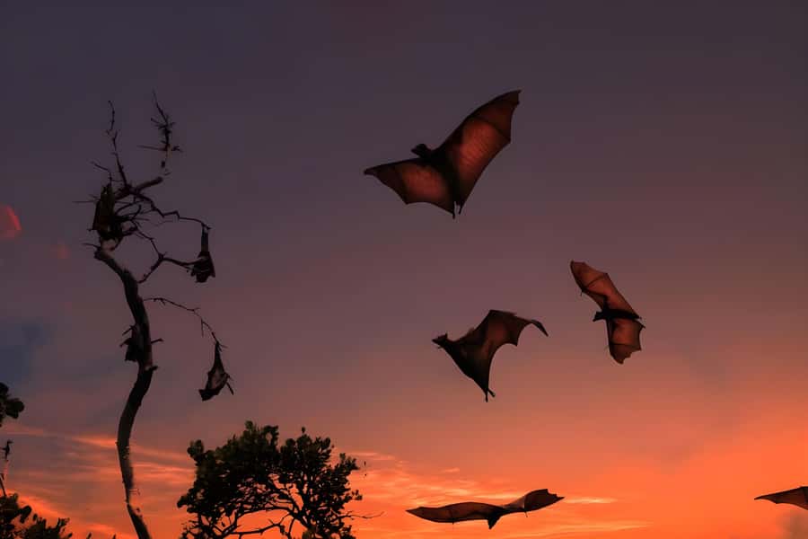 Flying Fox Sunset Cruise Private Boat Charter Labuan Bajo - A Flying Fox sunset that actually fits in your day
