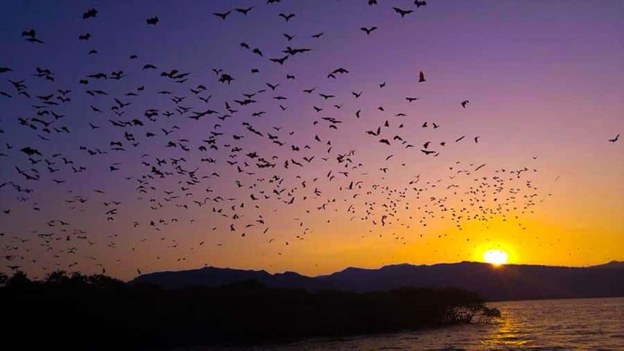 Flying Fox Sunset Cruise Private Boat Charter Labuan Bajo - The 3-hour plan: hotel pickup, Kalong Village, and the island view