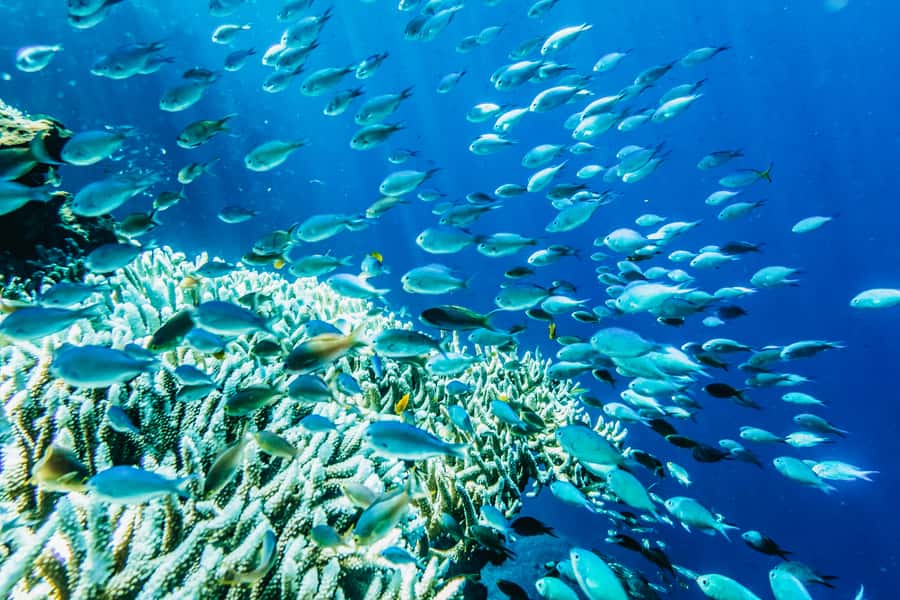 From Bali: Half Day Snorkeling 3 Spots to Lembongan & Penida - Sanur-to-Penida Timing: What a 5.5-Hour Trip Really Feels Like