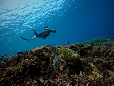 From Bali: Half Day Snorkeling 3 Spots to Lembongan & Penida - Three Snorkel Spots Around Lembongan and Penida: Coral, Turtles, and Eels