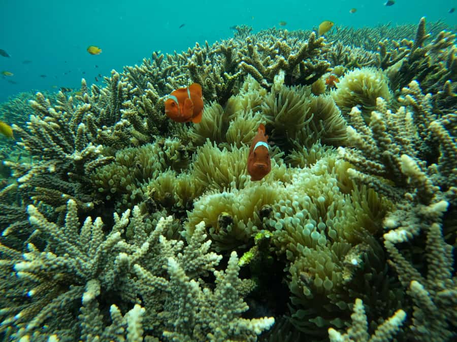 From Bali: Half Day Snorkeling 3 Spots to Lembongan & Penida - Manta Bay or Manta Point: The Bonus That’s Worth Betting On