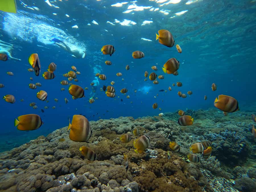 From Bali: Half Day Snorkeling 3 Spots to Lembongan & Penida - The Boat Ride Reality: When Swells Show Up