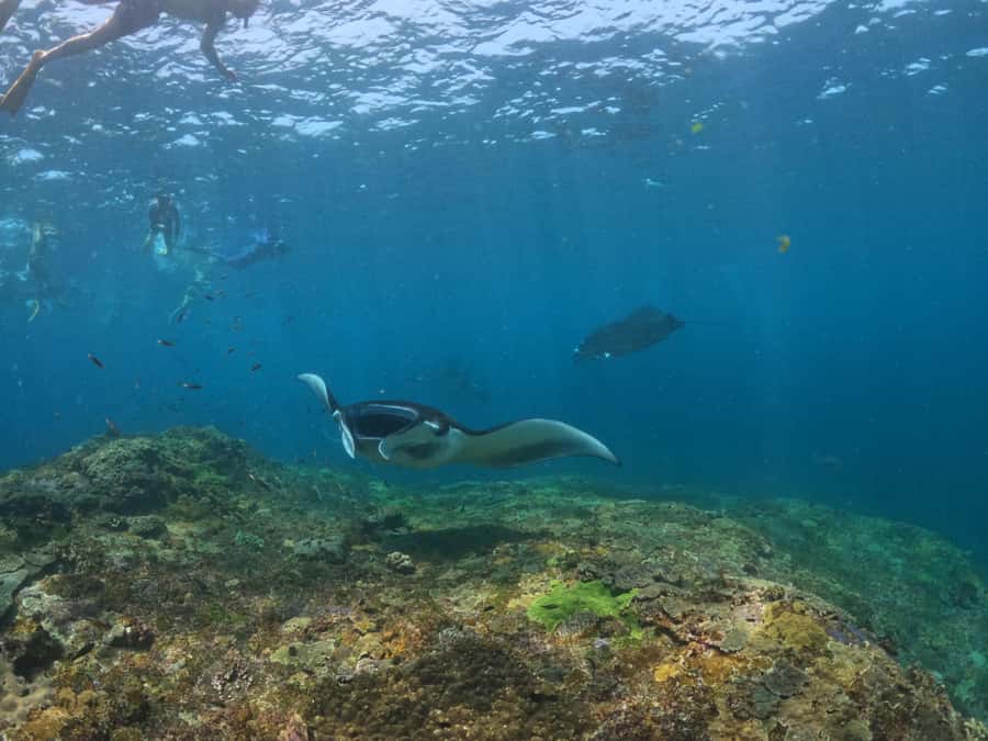 From Bali: Half Day Snorkeling 3 Spots to Lembongan & Penida - Price and Logistics: Where the Cost Can Surprise You