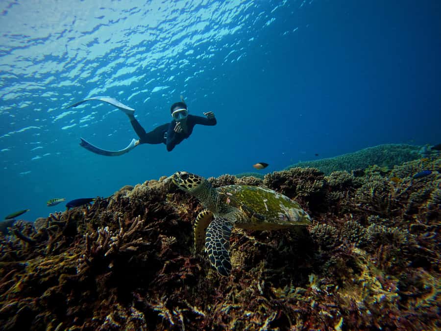 From Bali: Half Day Snorkeling 3 Spots to Lembongan & Penida - Three Snorkel Spots Around Lembongan and Penida: Coral, Turtles, and Eels