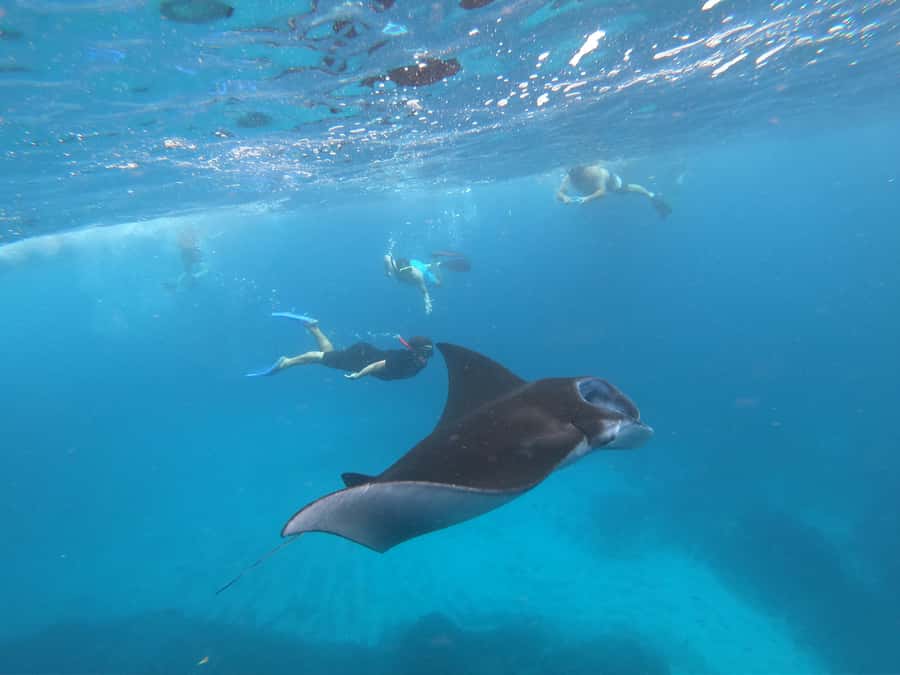 From Bali: Lembongan & Penida 2-Day Tour with Snorkeling - Pickup and meeting point: don’t get stuck guessing