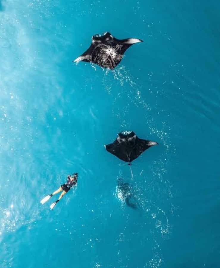 From Bali: Nusa Penida Private Snorkeling and Land Tour - Key highlights at a glance