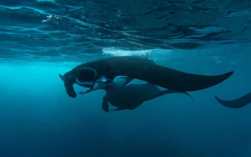 From Bali: Nusa Penida Private Snorkeling Tour with Lunch - From Sanur to Nusa Penida: the fast-boat rhythm you should plan for