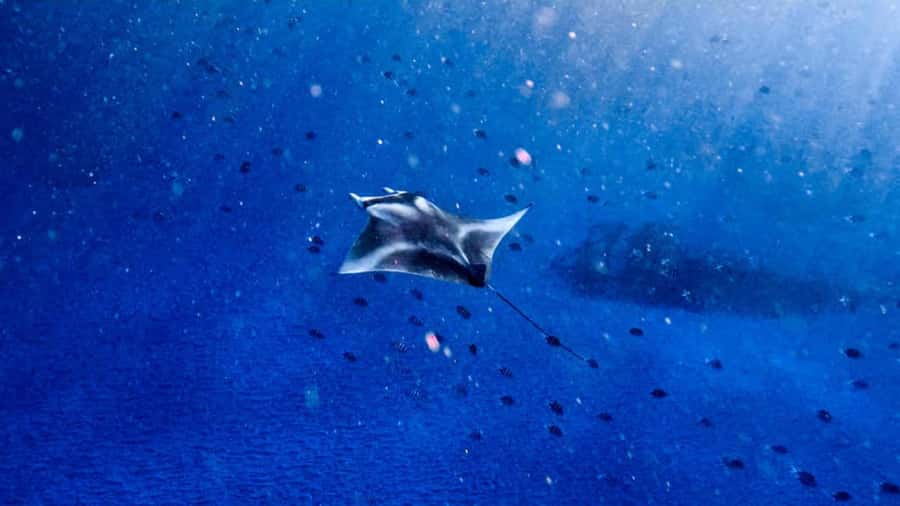 From Bali: Nusa Penida Snorkel 3 Spots w/ GoPro & Kayak tour - Sanur to Nusa Penida: The Early Start You’ll Feel in Your Bones